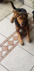 ANGELO