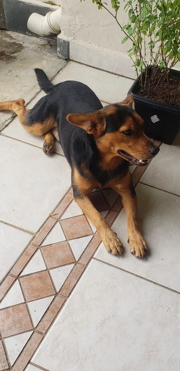 Cachorro ra a SRD-ViraLata idade 7 a 11 meses nome ANGELO