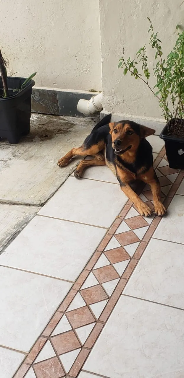 Cachorro ra a SRD-ViraLata idade 7 a 11 meses nome ANGELO