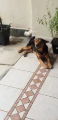 ANGELO