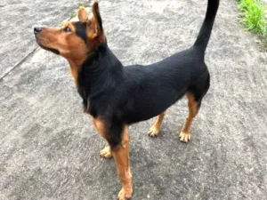 Cachorro raça SRD-ViraLata idade 7 a 11 meses nome ANGELO