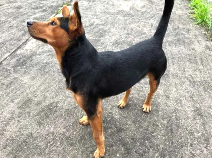 Cachorro ra a SRD-ViraLata idade 7 a 11 meses nome ANGELO