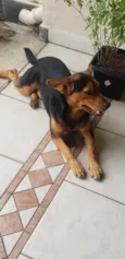 ANGELO