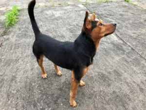 Cachorro raça SRD-ViraLata idade 7 a 11 meses nome ANGELO