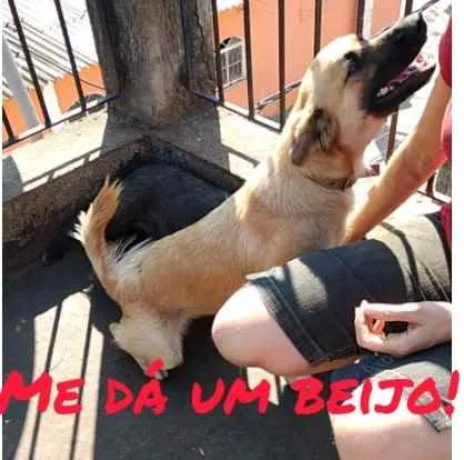 Cachorro ra a SRD-ViraLata idade 7 a 11 meses nome Sapeka