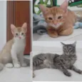 Ninna,  Noah e Luna