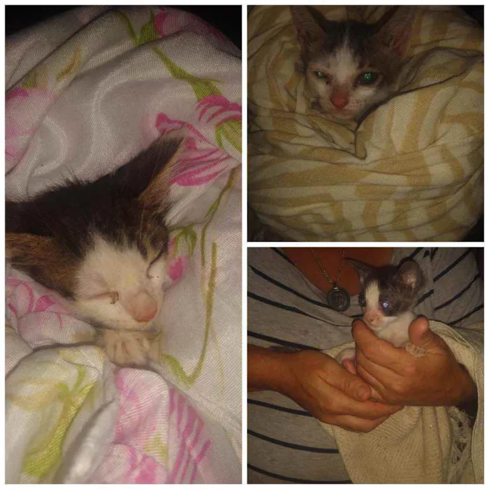 Gato ra a Raça indefinida idade Abaixo de 2 meses nome Não tem nome 