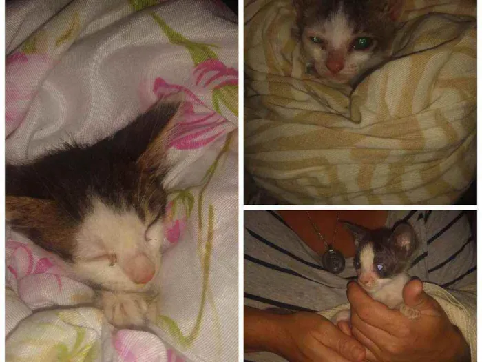 Gato ra a Raça indefinida idade Abaixo de 2 meses nome Não tem nome 