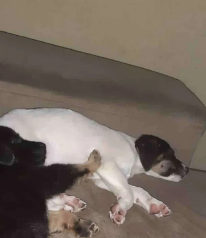 Cachorro ra a Raça indefinida idade 2 a 6 meses nome Kira 