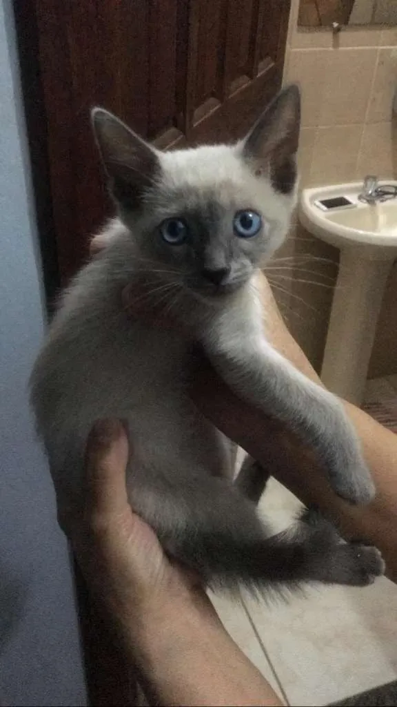 Gato ra a Siamês idade Abaixo de 2 meses nome Stuart