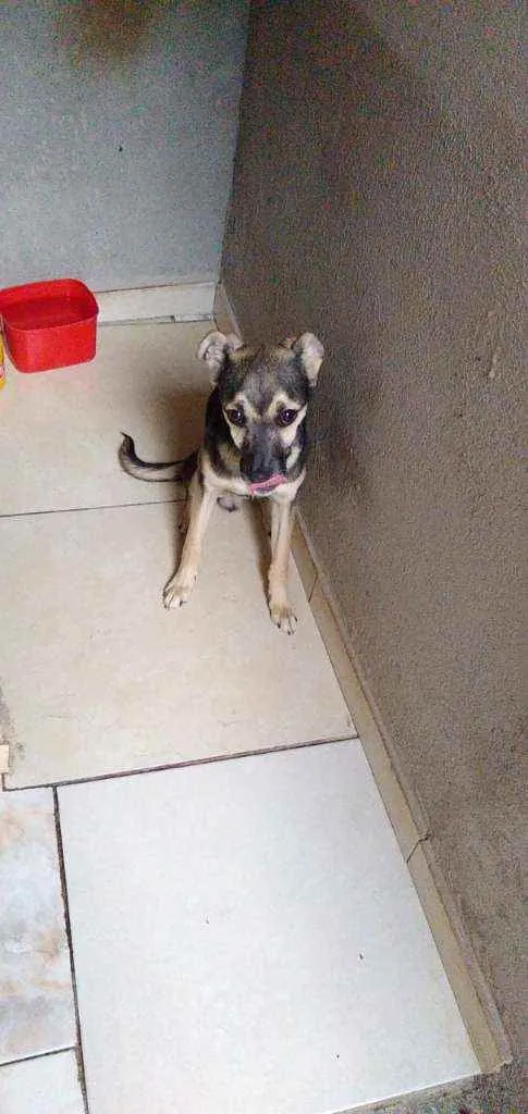 Cachorro raça RND idade 2 a 6 meses nome Amendoim