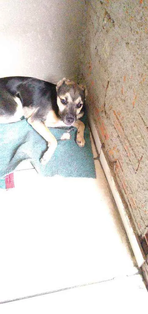 Cachorro raça RND idade 2 a 6 meses nome Amendoim