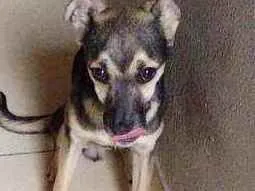 Cachorro raça RND idade 2 a 6 meses nome Amendoim