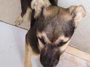 Cachorro raça RND idade 2 a 6 meses nome Amendoim