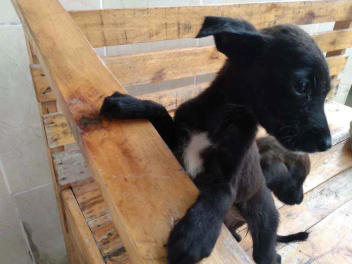 Cachorro ra a Vira lata idade 2 a 6 meses nome Sem nomes 