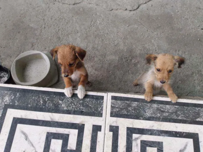 Cachorro ra a Vira lata idade 2 a 6 meses nome Sem nomes 