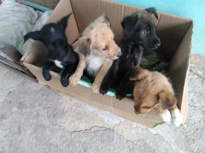 Cachorro ra a Vira lata idade 2 a 6 meses nome Sem nomes 