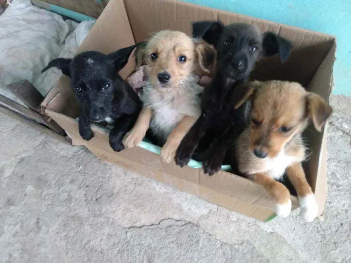 Cachorro ra a Vira lata idade 2 a 6 meses nome Sem nomes 