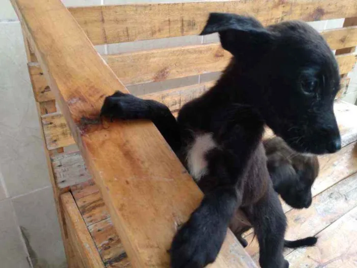 Cachorro ra a Vira lata idade 2 a 6 meses nome Sem nomes 