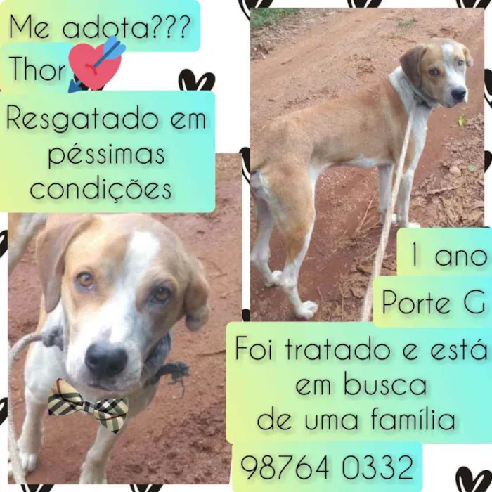 Cachorro raça SRD idade 1 ano nome Thor