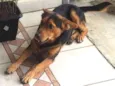 ANGELO