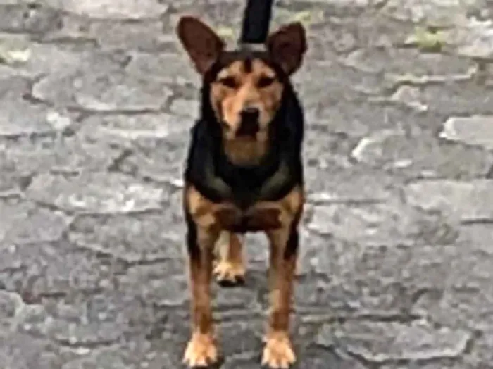 Cachorro ra a SRD-ViraLata idade 7 a 11 meses nome ANGELO