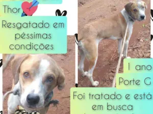 Cachorro raça SRD idade 1 ano nome Thor
