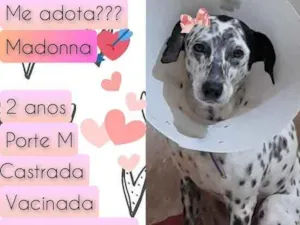 Cachorro raça SRD idade 2 anos nome Madonna