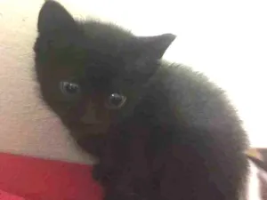 Gato raça  idade 2 a 6 meses nome Borel 
