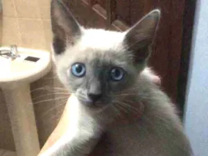 Gato raça Siamês idade Abaixo de 2 meses nome Stuart