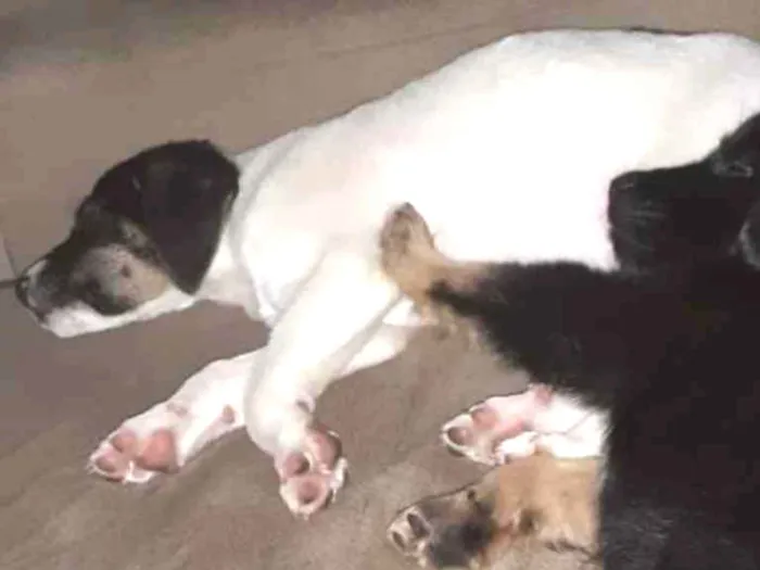 Cachorro ra a Raça indefinida idade 2 a 6 meses nome Kira 