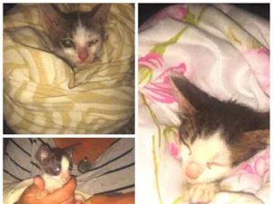 Gato raça Raça indefinida idade Abaixo de 2 meses nome Não tem nome 