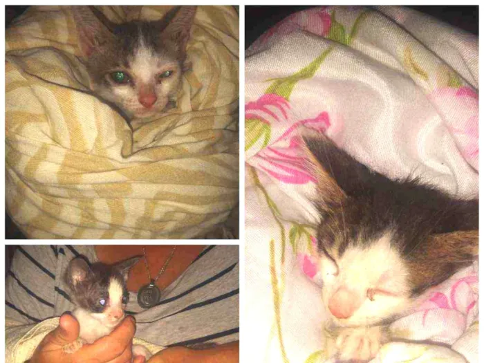 Gato ra a Raça indefinida idade Abaixo de 2 meses nome Não tem nome 