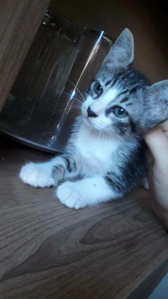 Gato ra a Nenhuma  idade Abaixo de 2 meses nome Sem nomes