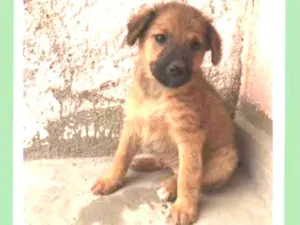 Cachorro raça Srd idade 2 a 6 meses nome Sol