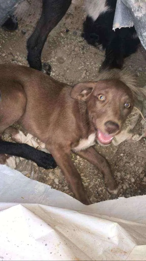 Cachorro ra a Vira- Lata idade 2 a 6 meses nome .