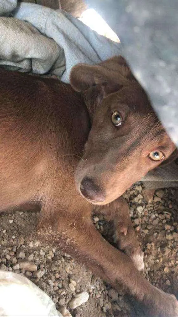 Cachorro ra a Vira- Lata idade 2 a 6 meses nome .