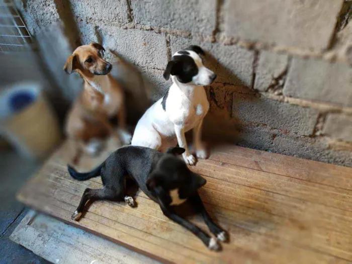 Cachorro ra a Vira lata  idade 7 a 11 meses nome Vários BBS