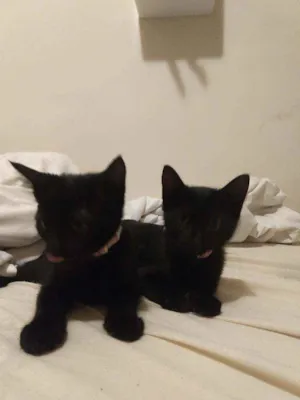 Gato raça SRD idade 2 a 6 meses nome Sem nome
