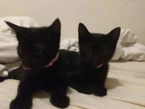 Gato raça SRD idade 2 a 6 meses nome Sem nome
