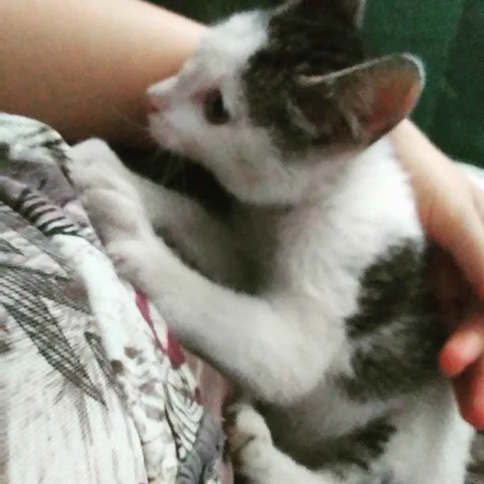 Gato ra a SRD idade Abaixo de 2 meses nome Ártemis