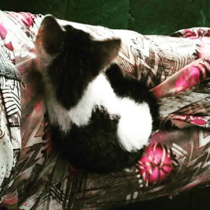 Gato ra a SRD idade Abaixo de 2 meses nome Ártemis