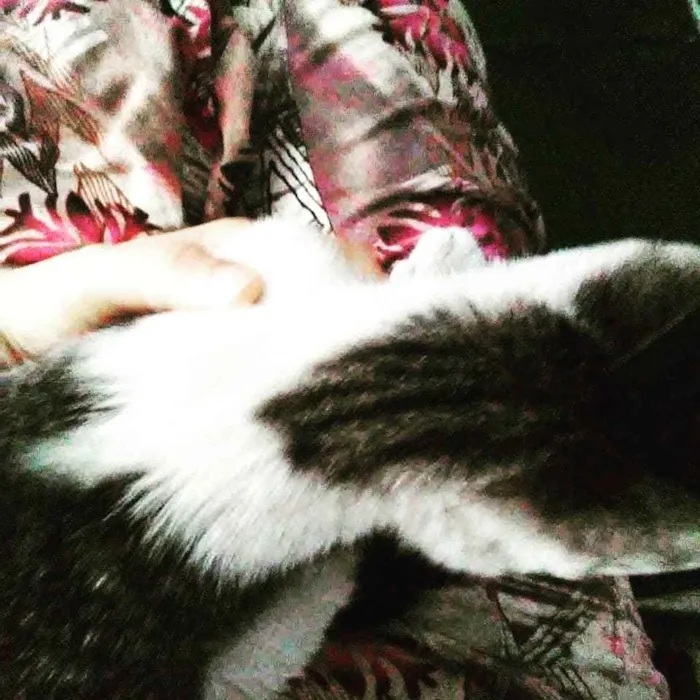 Gato ra a SRD idade Abaixo de 2 meses nome Ártemis