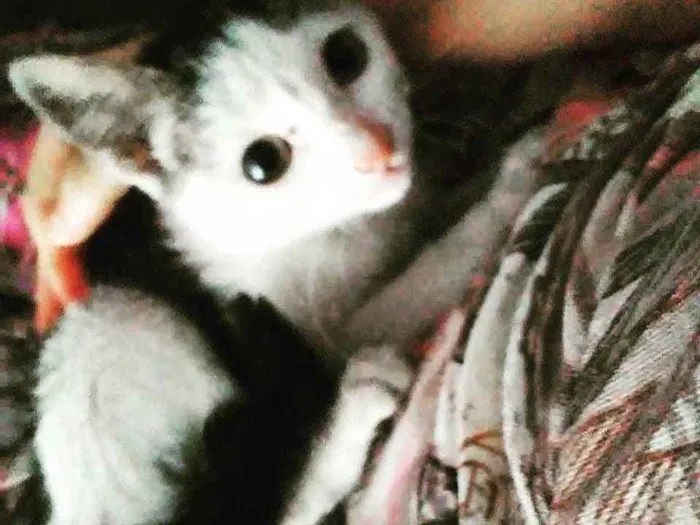 Gato ra a SRD idade Abaixo de 2 meses nome Ártemis