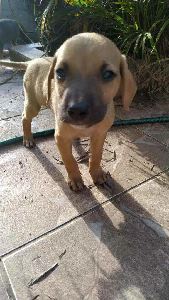 Cachorro ra a SRD idade Abaixo de 2 meses nome Filhotes