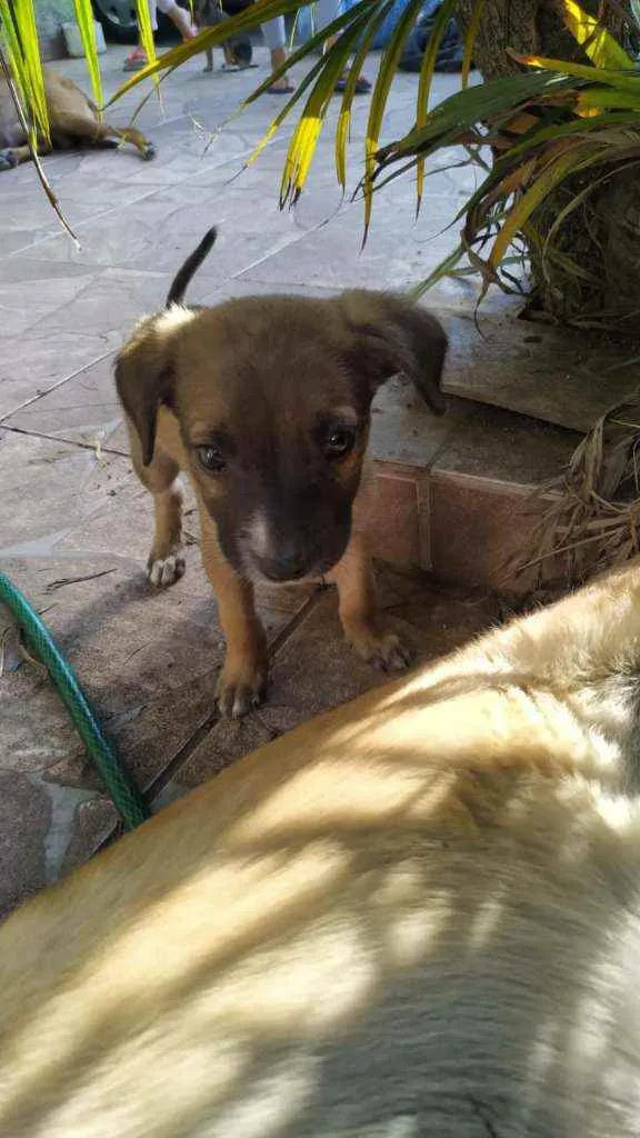 Cachorro ra a SRD idade Abaixo de 2 meses nome Filhotes