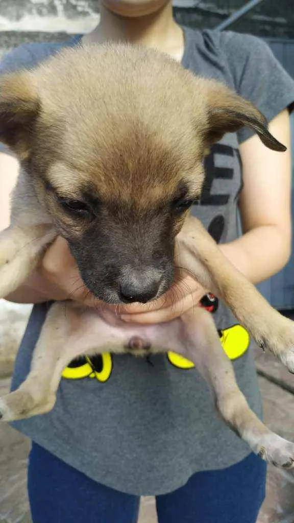 Cachorro ra a SRD idade Abaixo de 2 meses nome Filhotes