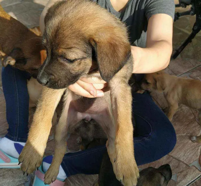 Cachorro ra a SRD idade Abaixo de 2 meses nome Filhotes