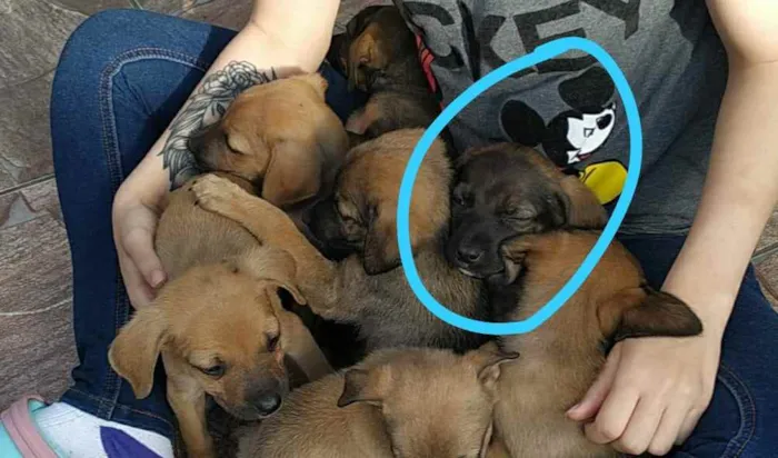 Cachorro ra a SRD idade Abaixo de 2 meses nome Filhotes