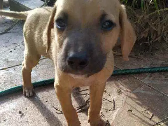 Cachorro ra a SRD idade Abaixo de 2 meses nome Filhotes